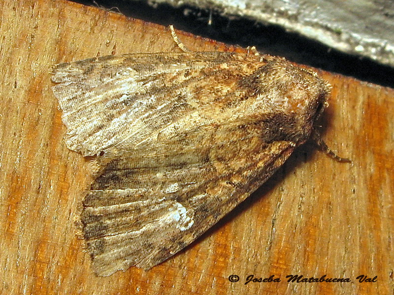 Xestia xanthographa? No, Mesapamea sp., Noctuidae